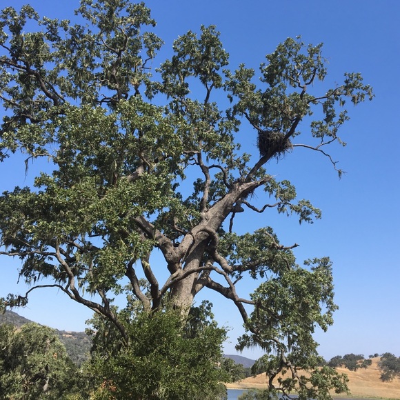 Meet your Posher, Elizabeth - Picture 1 of 1